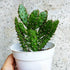 Opuntia monacantha - Cactus Plant